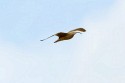 Long-billed Curlew (Numenius americanus)